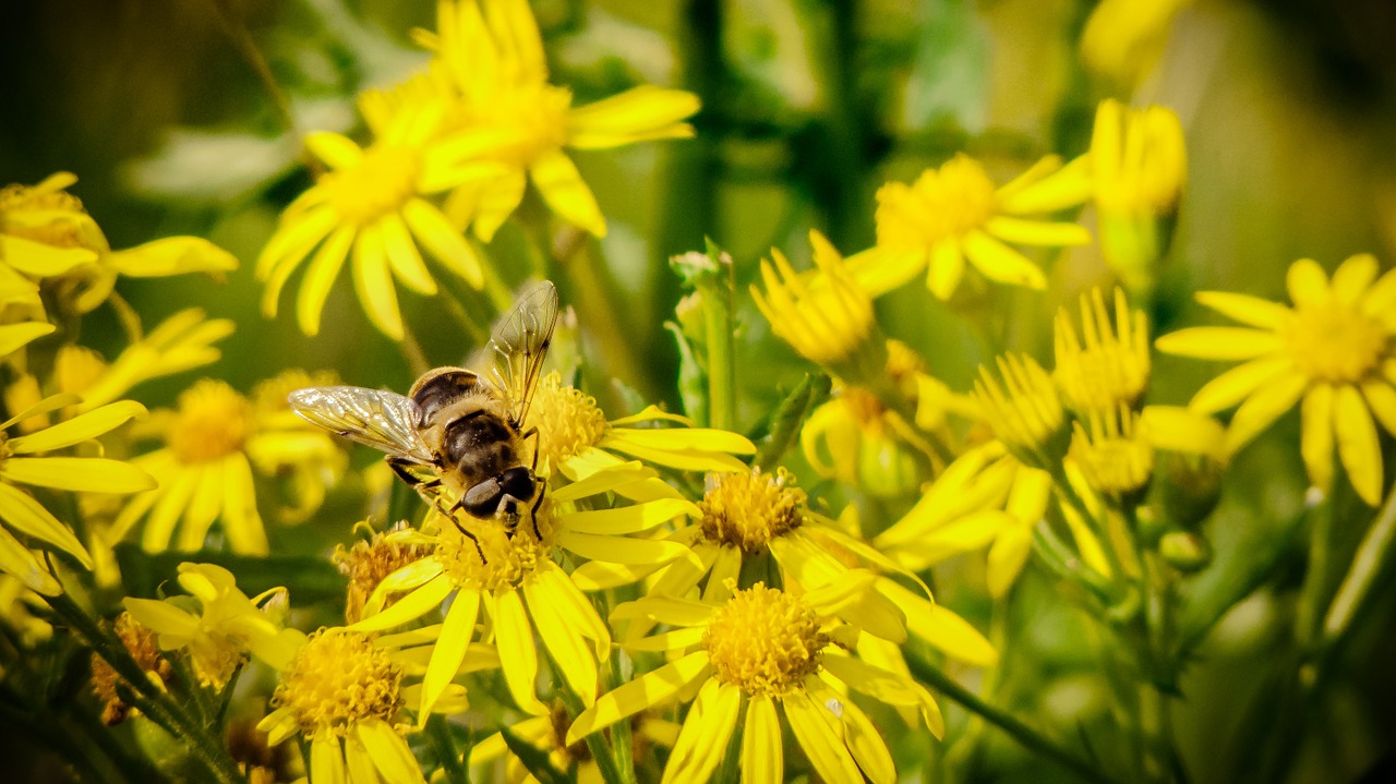 bee insect close free photo