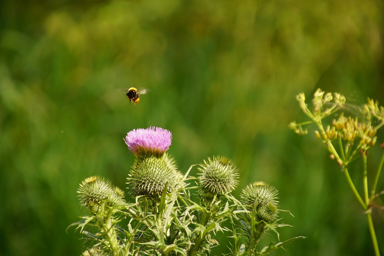 bee thistle nature free photo