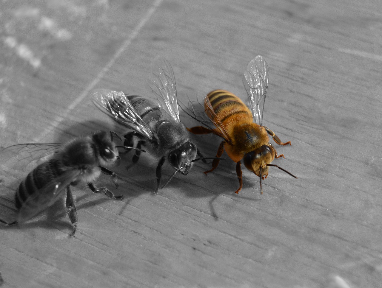 bee honeybee hive free photo