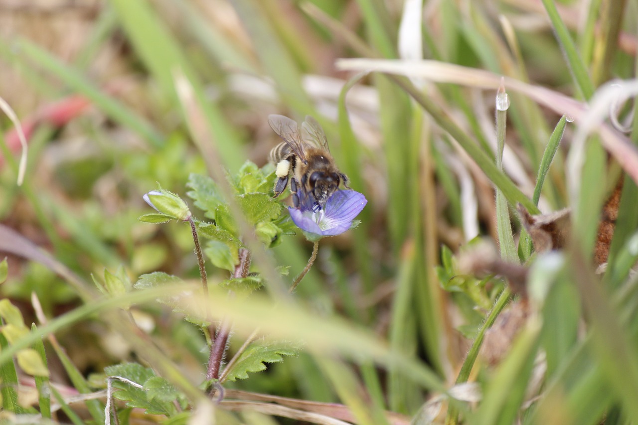 bee flower grass free photo