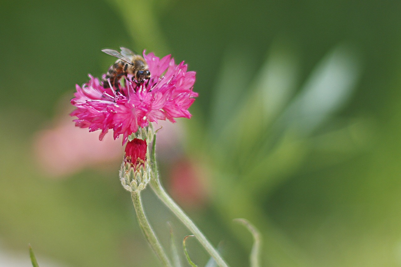 bee spring flower free photo