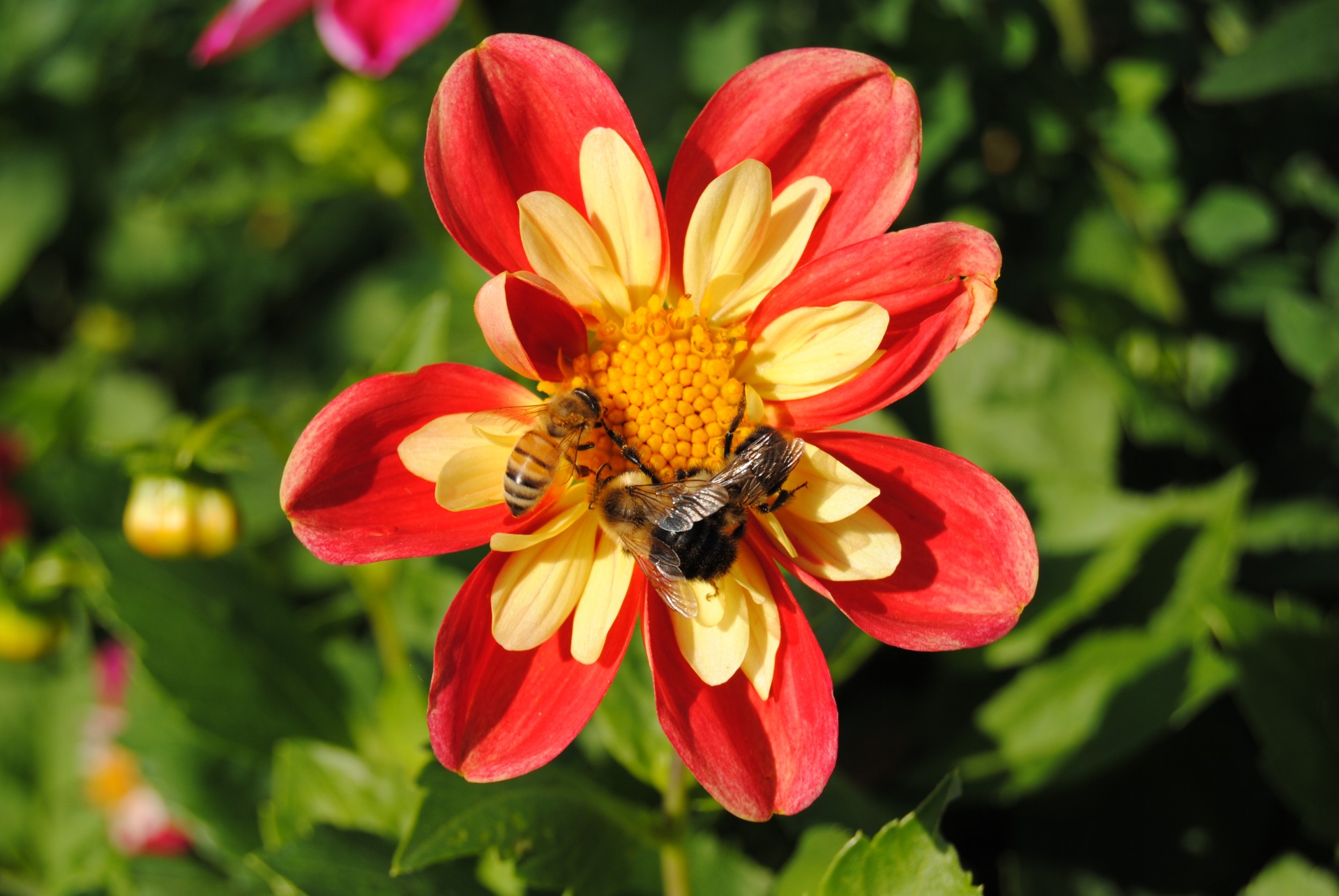 bee bees bumblebee free photo