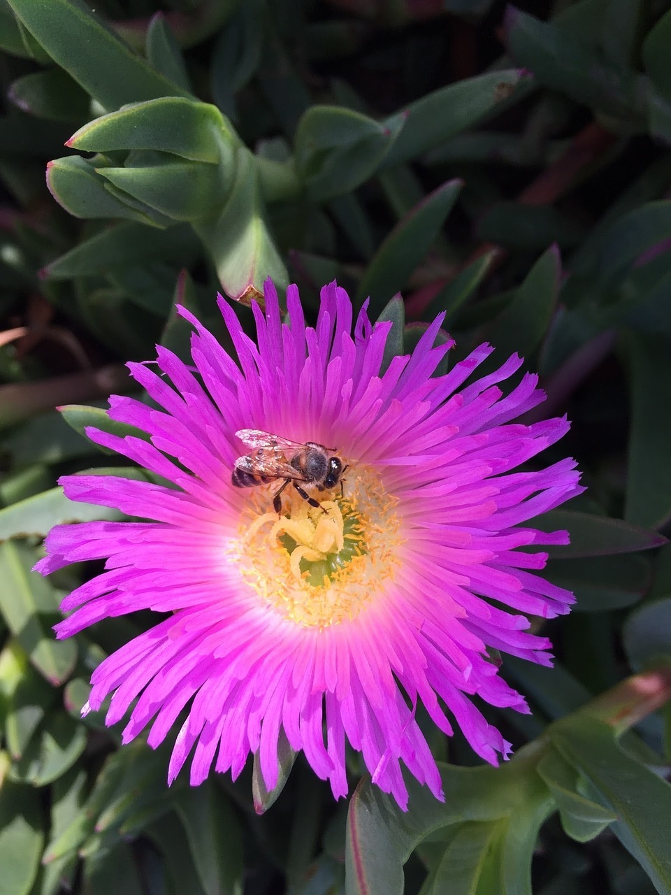 bee and flower honeybee spring free photo