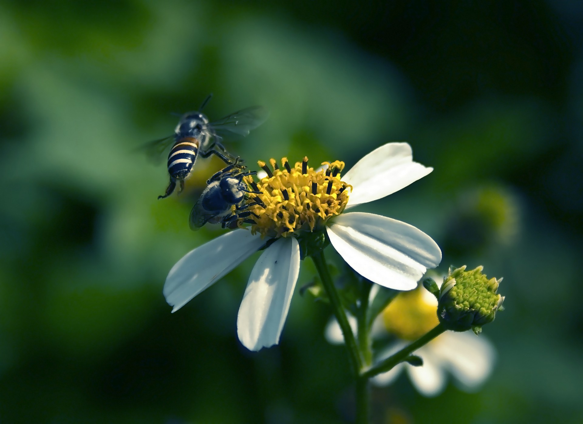 bee nectar flower free photo