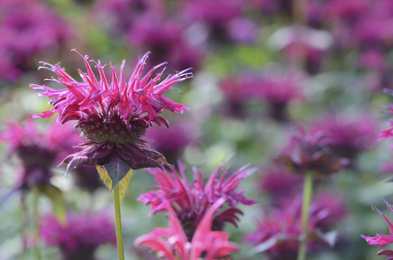 bee balm red august free photo
