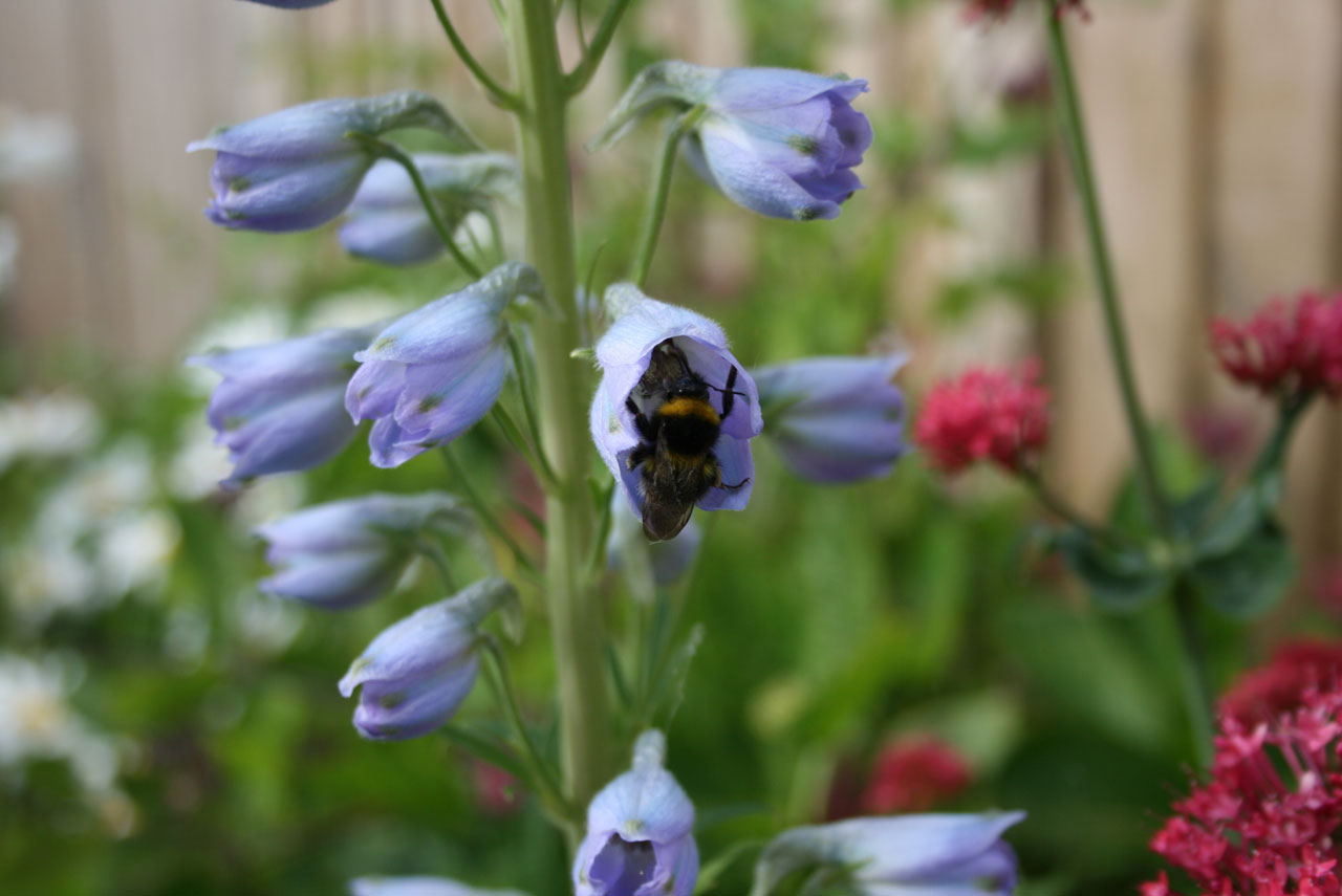 bee delphinium flower free photo