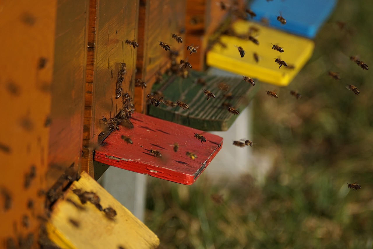 bee colonies  bees  beehive free photo