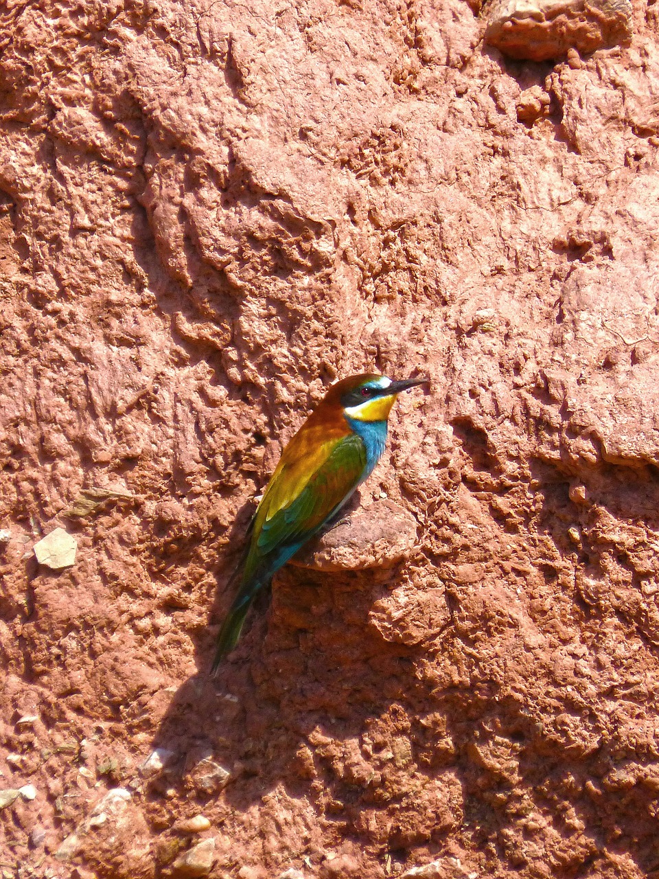 bee-eater colorful mud wall free photo