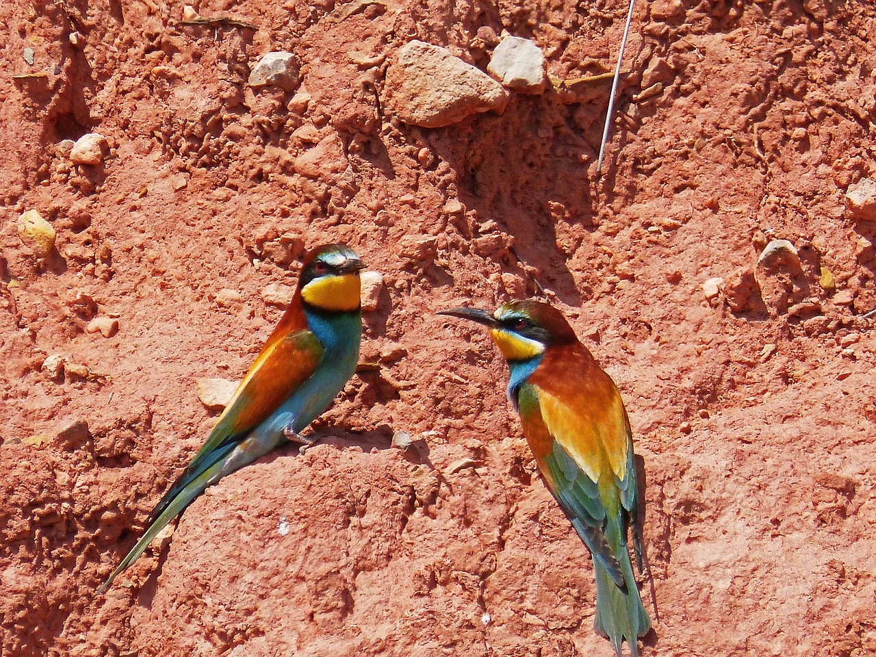 bee-eater pair of bee-eaters ave free photo