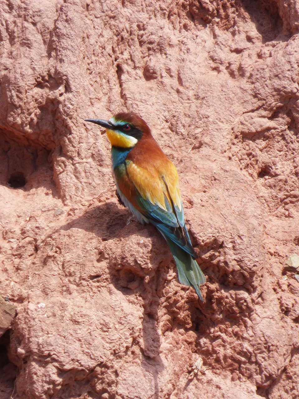 bee-eater bird colors free photo
