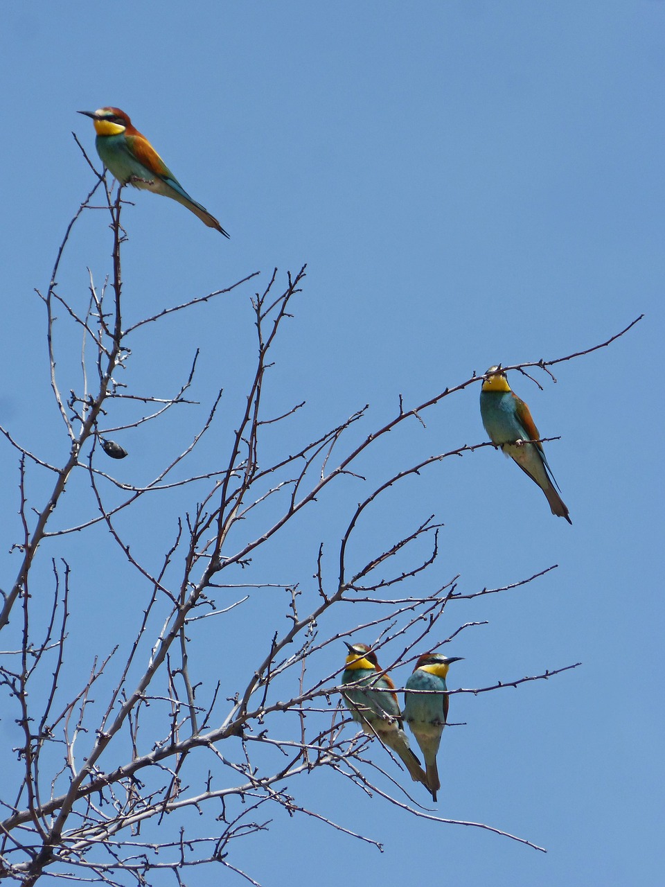 bee-eater  abellarol  branches free photo