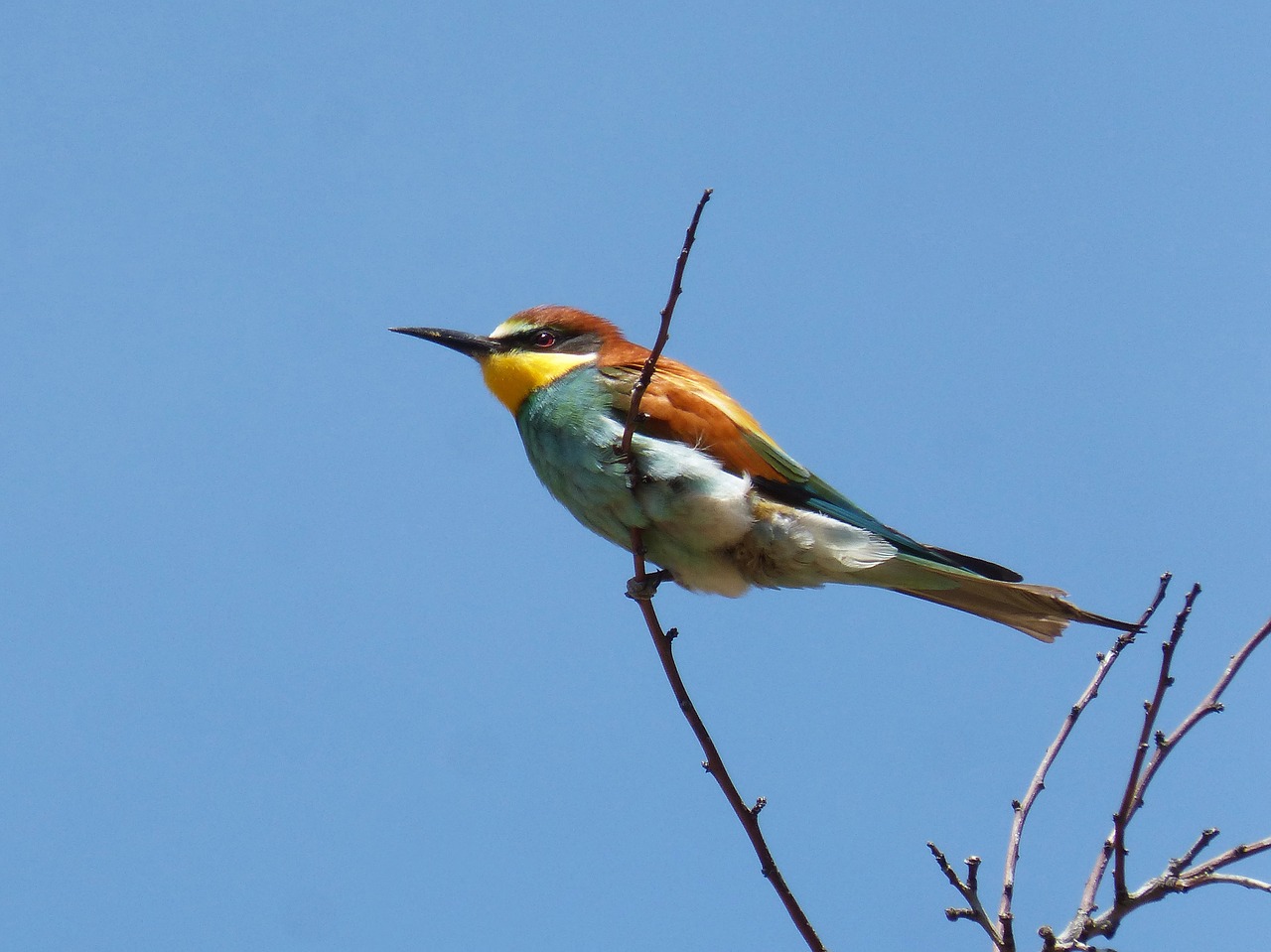 bee-eater  ave  branch free photo