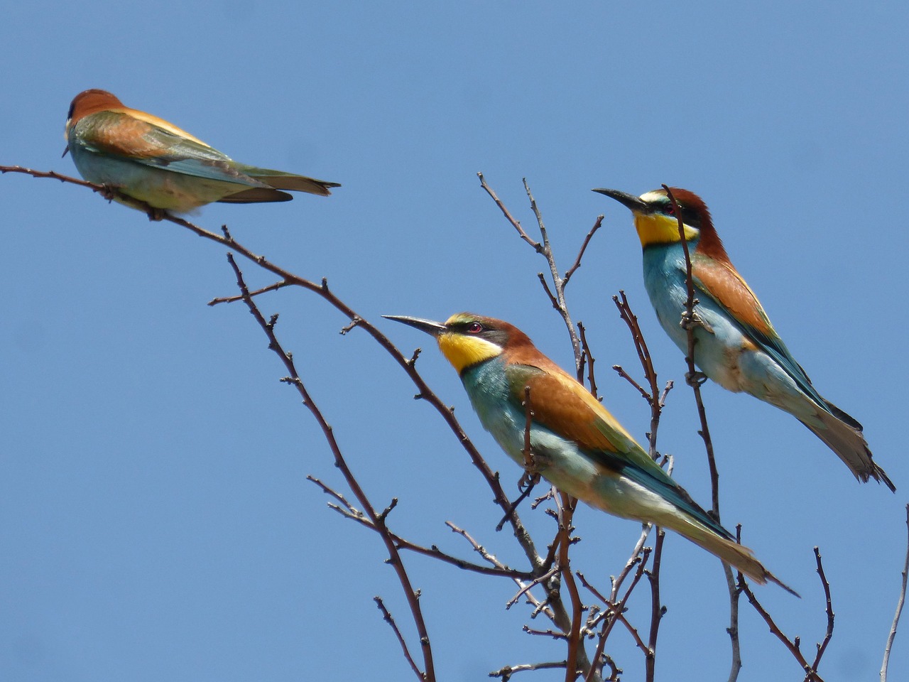 bee-eater  abellarol  trio free photo