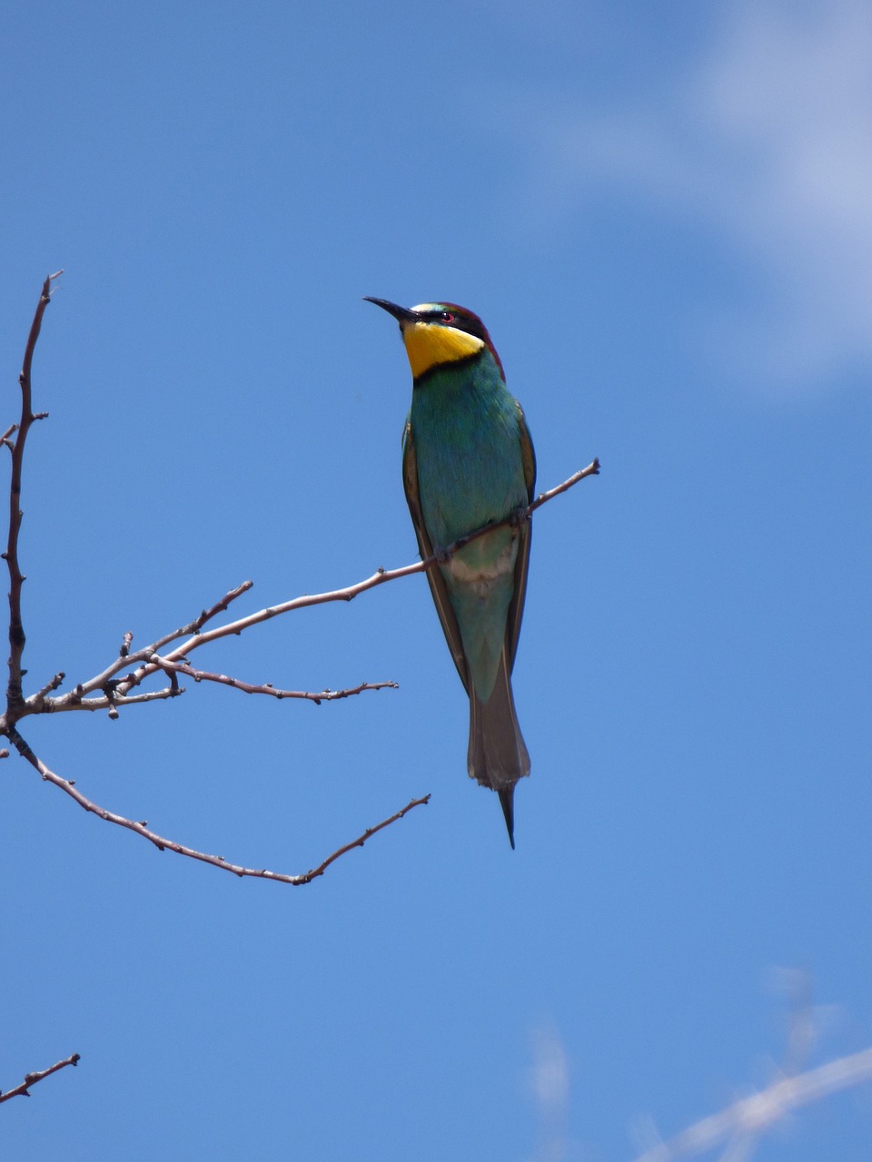 bee-eater  abellerol  merops apiaster free photo