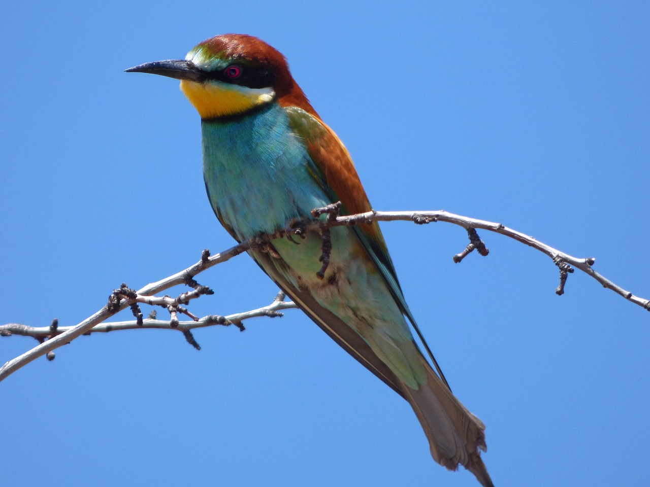 bee-eater  abellerol  merops apiaster free photo