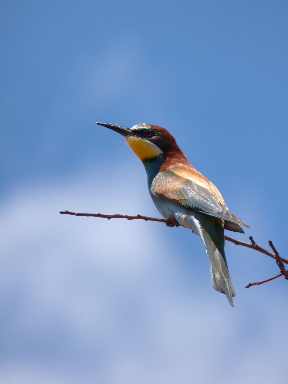 bee-eater  abellerol  merops apiaster free photo