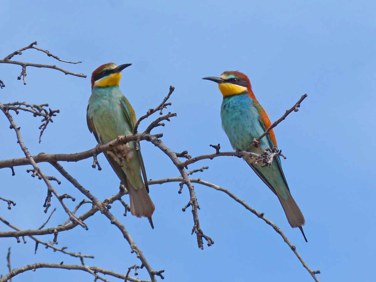 bee-eater  abellerol  merops apiaster free photo