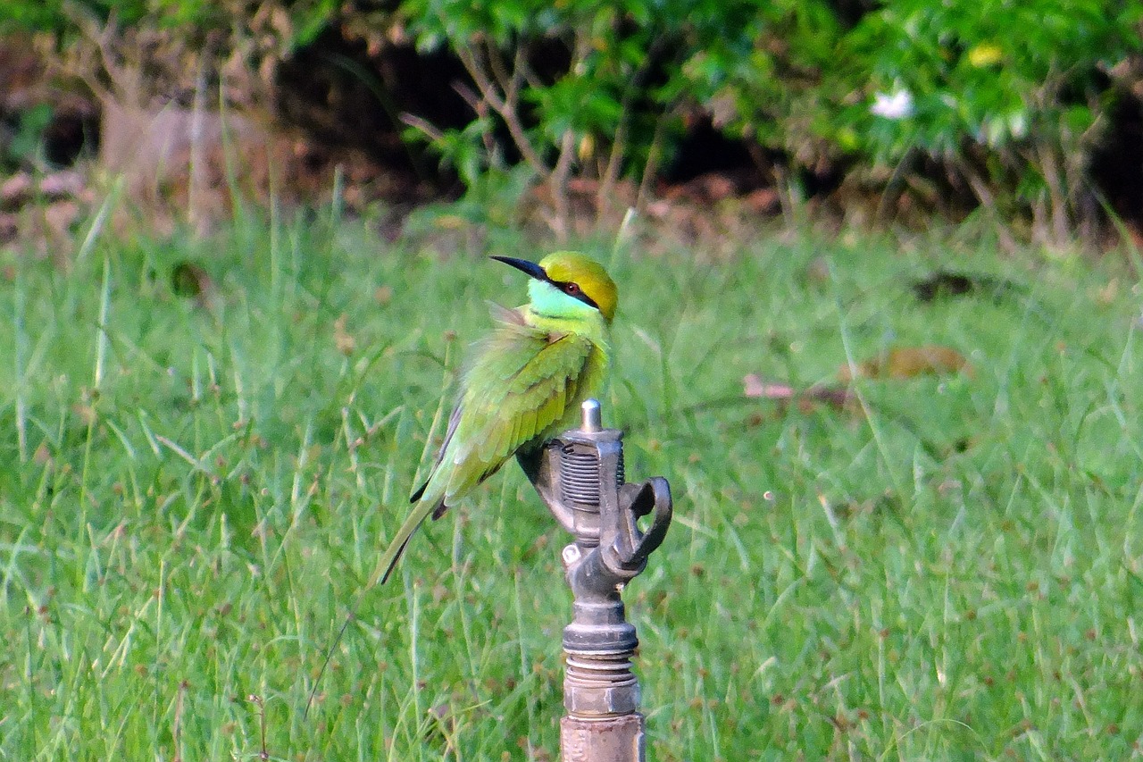 bee eater bird small free photo