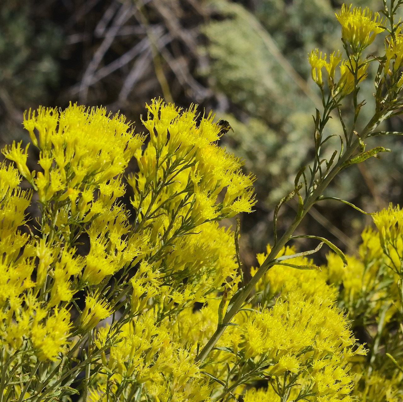 bee feeding on yellow flowers  insect  rabbitbrush free photo