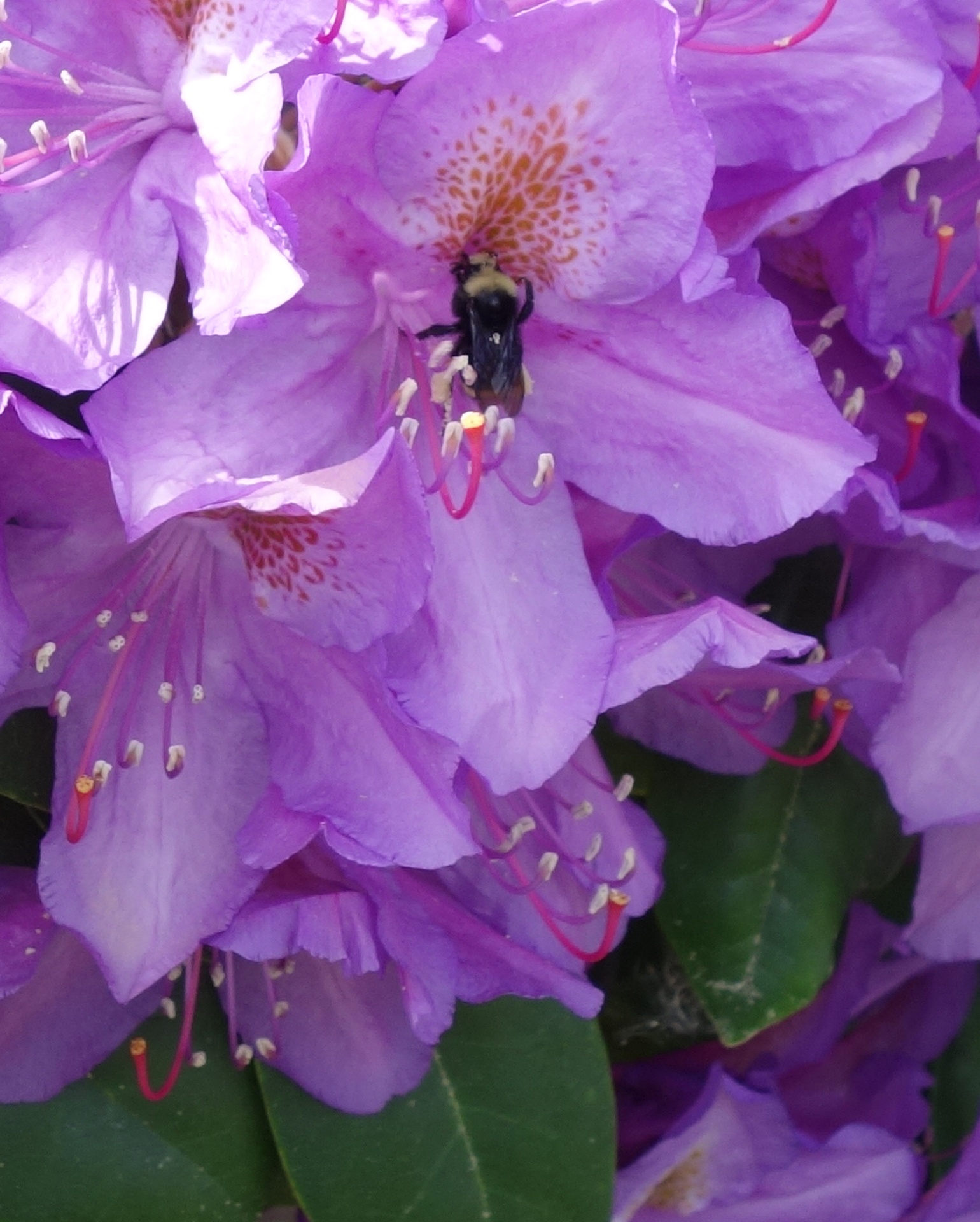 bee flower rhododendron free photo