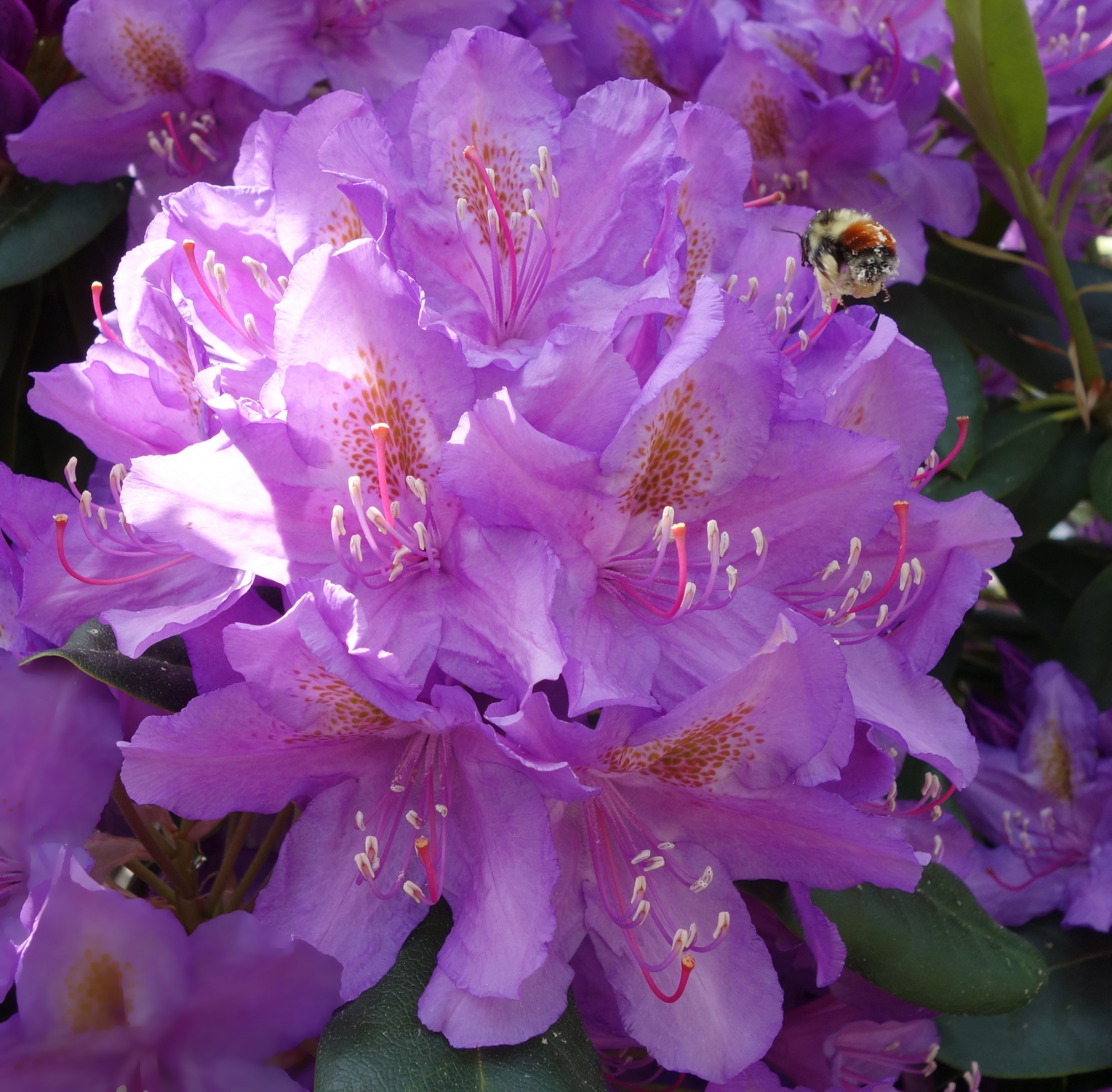 bee flower rhododendron free photo