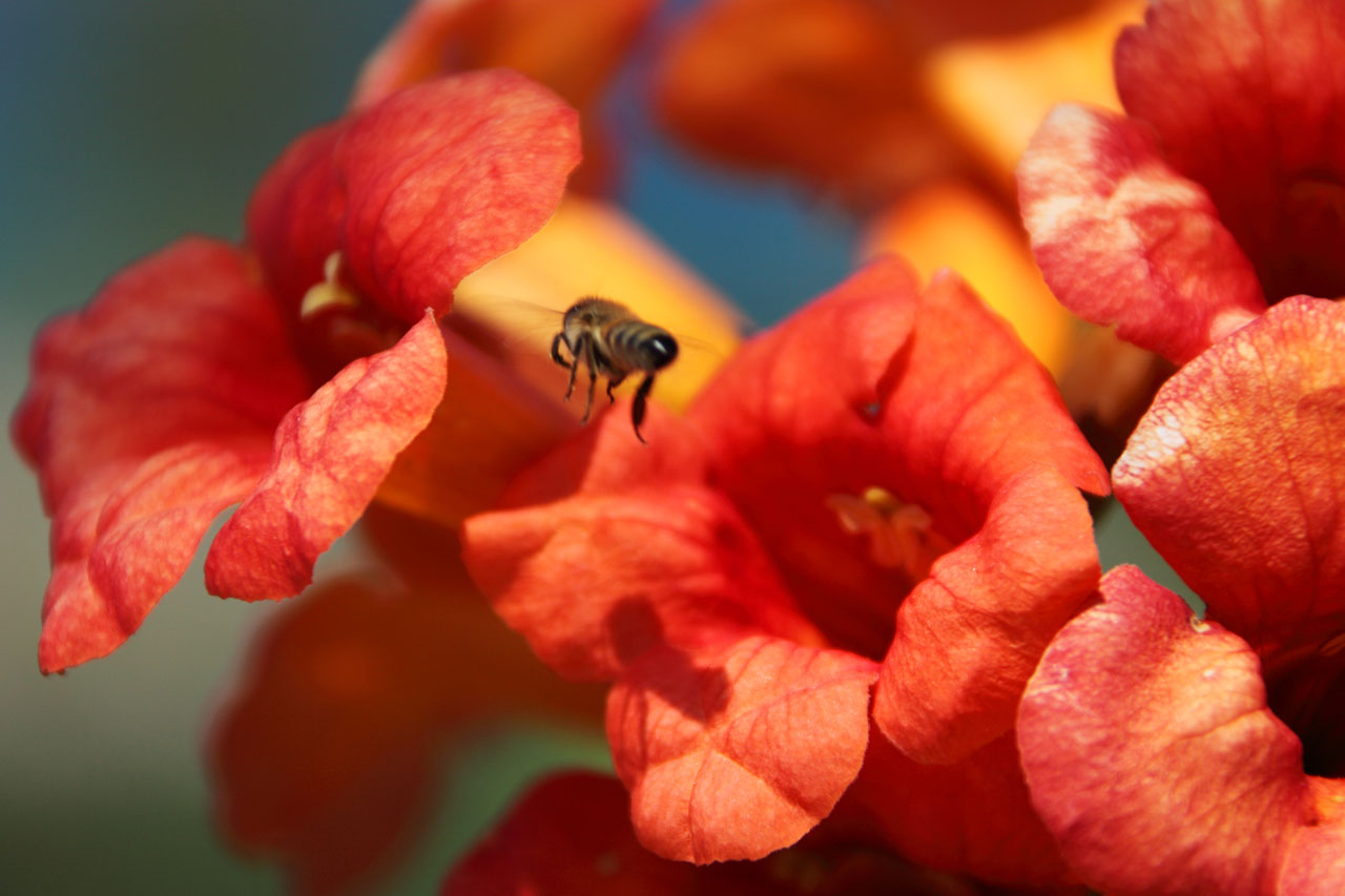 animal bee blooming free photo