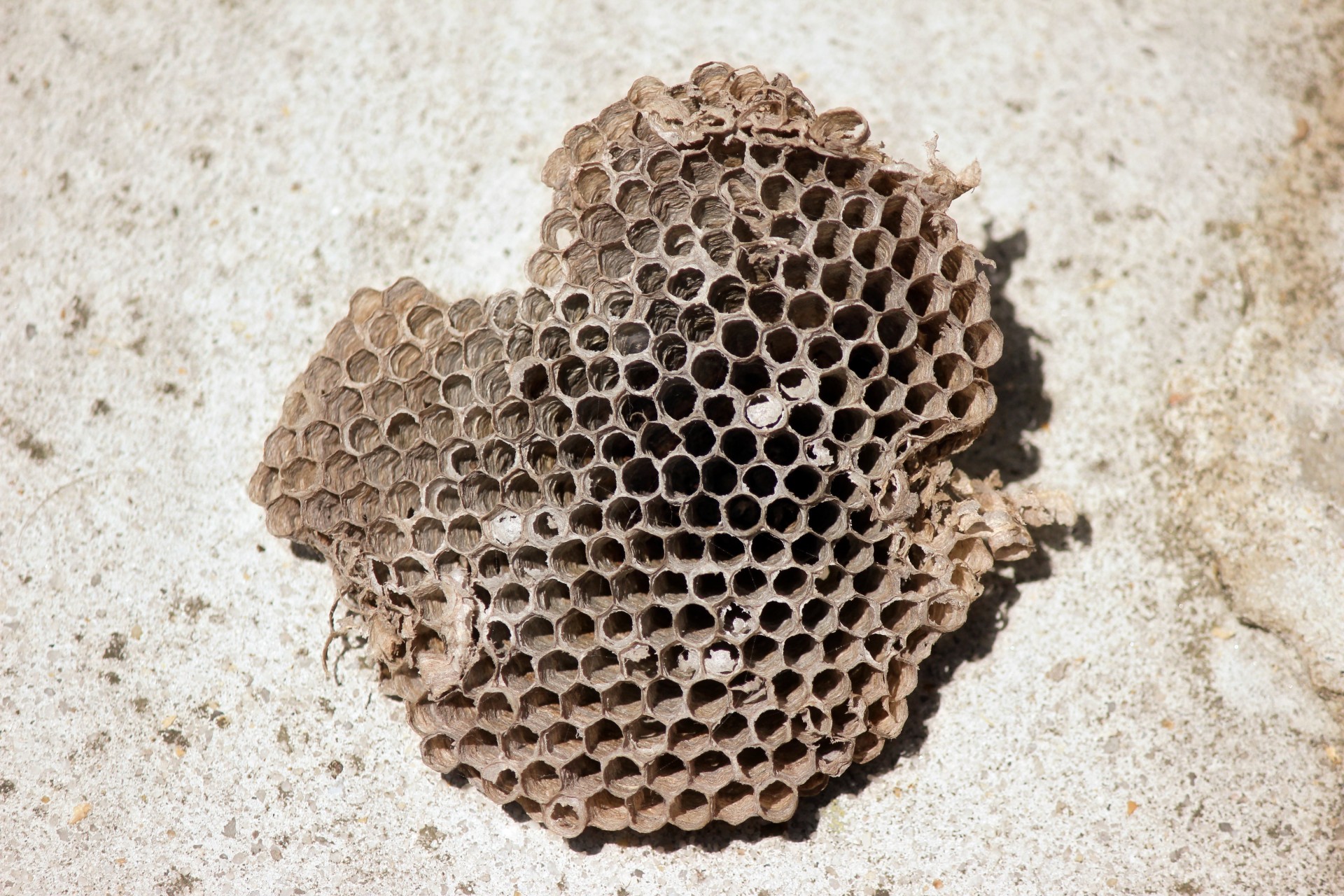 bee hive combs holes free photo