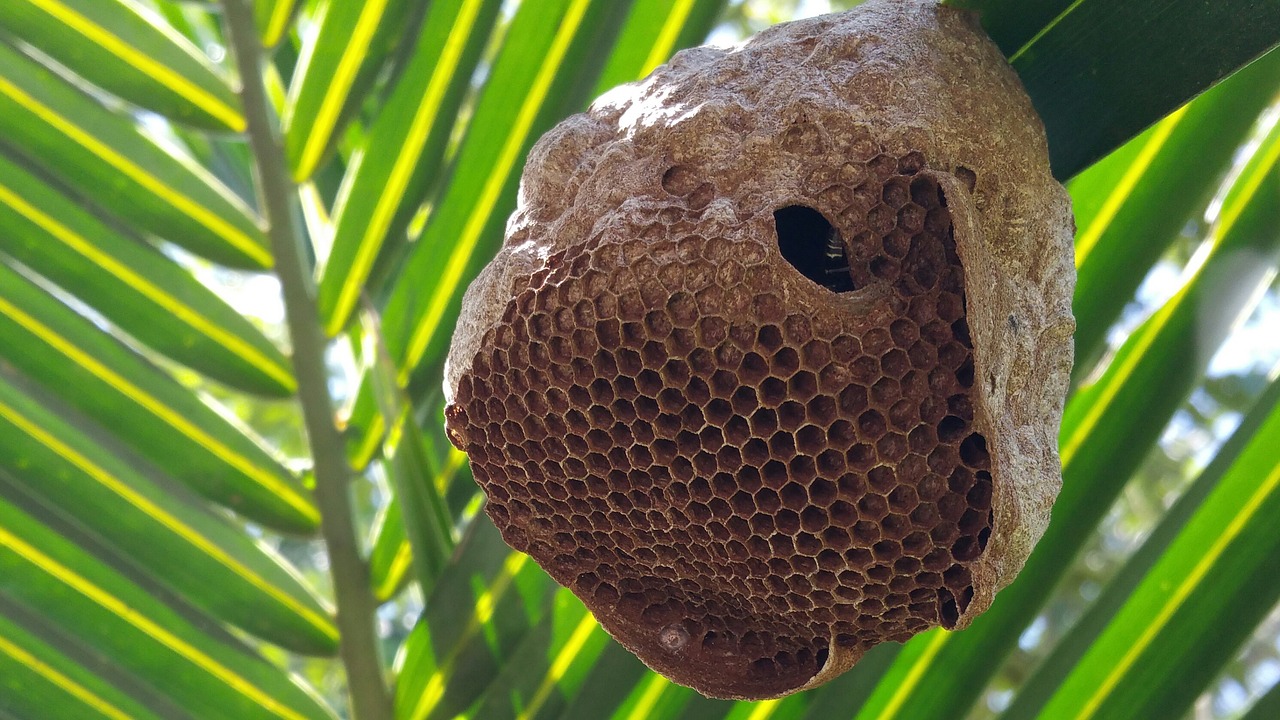 bee hive bee palm free photo