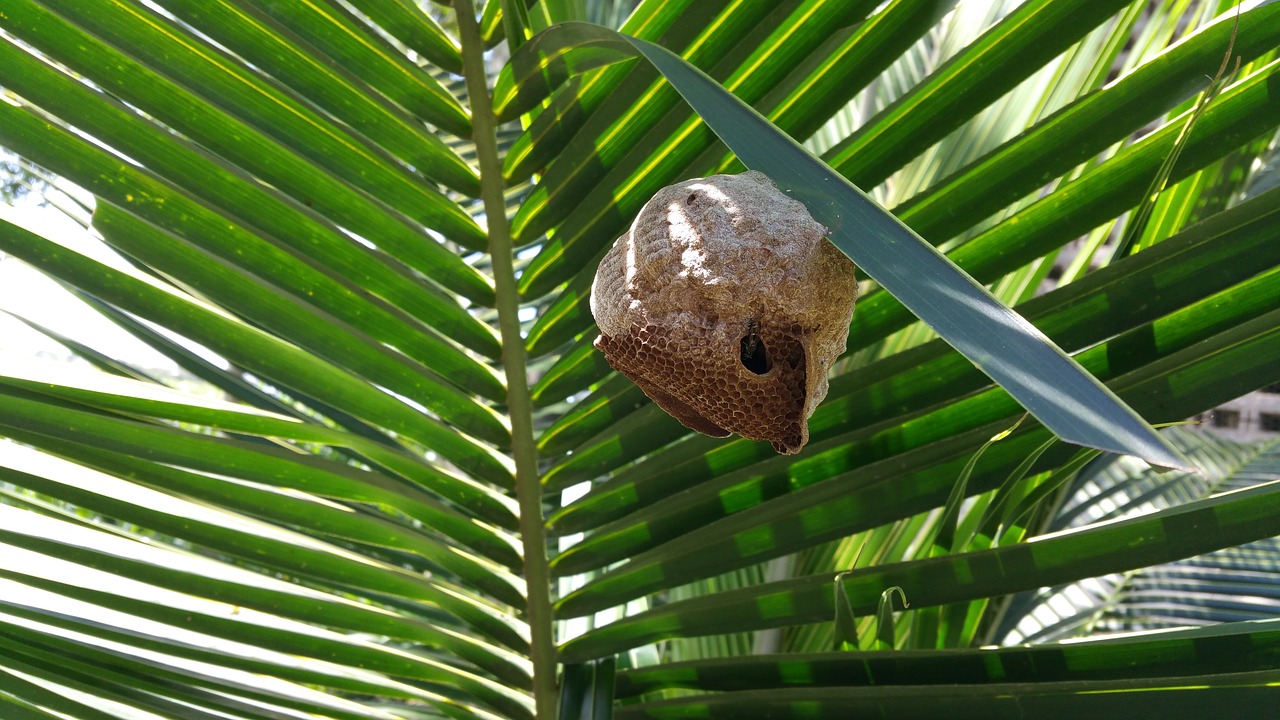 bee hive nest bee free photo