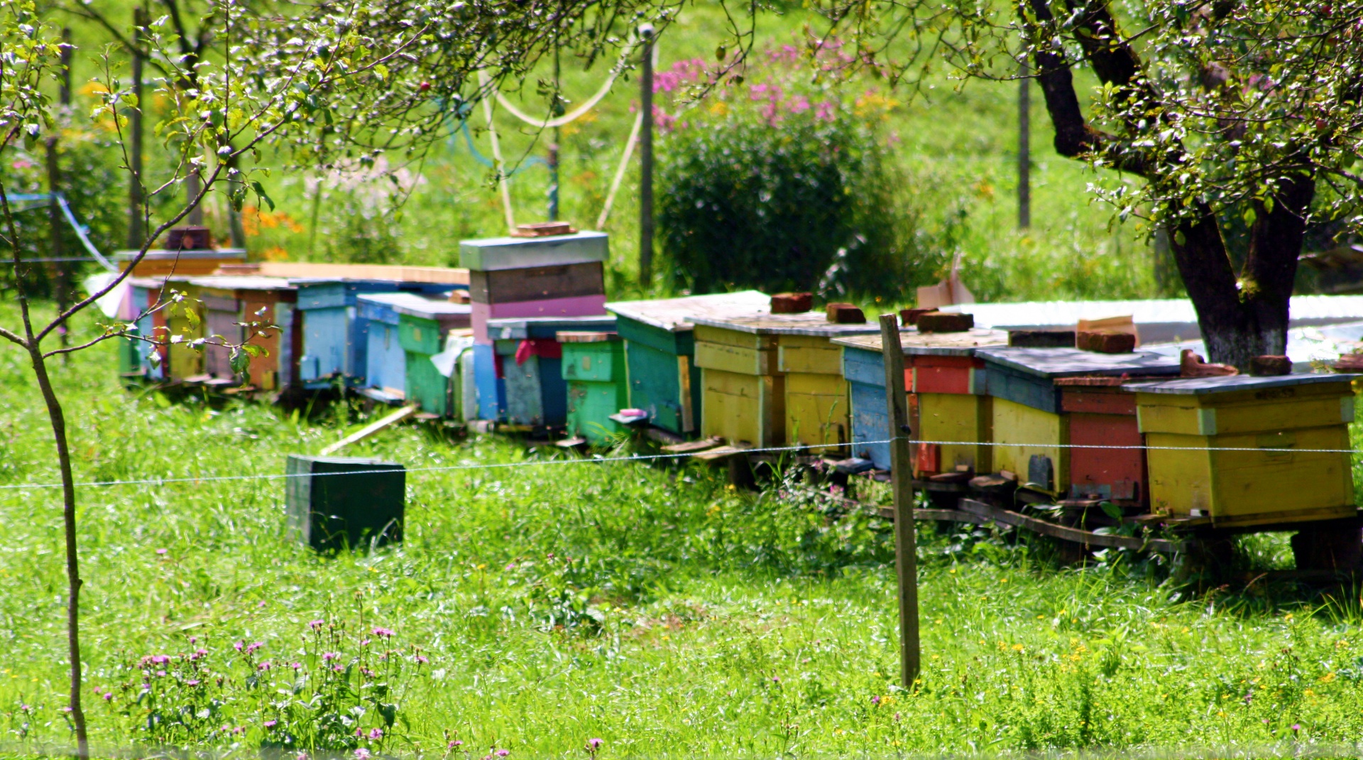 bees bee hives hives free photo