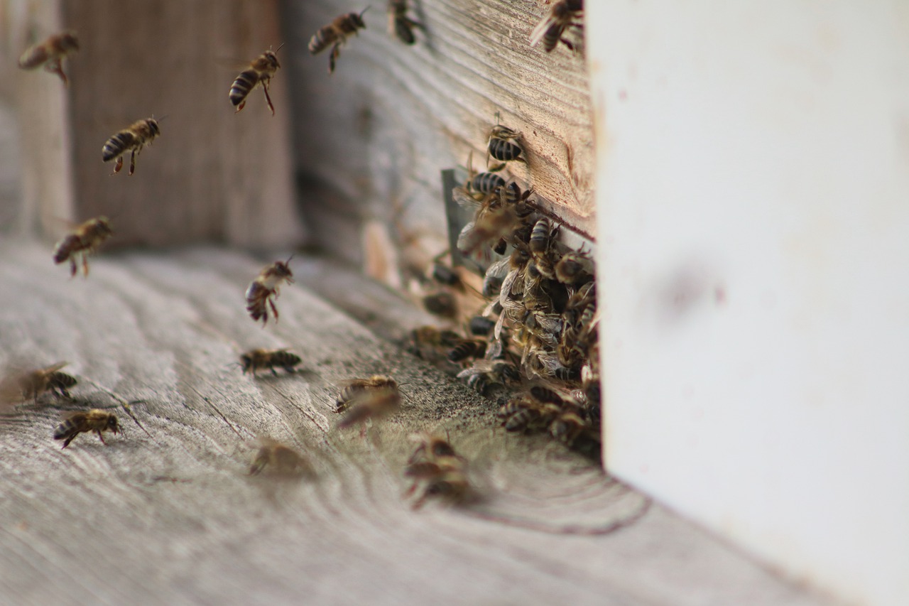 bee honey  bees  bee free photo
