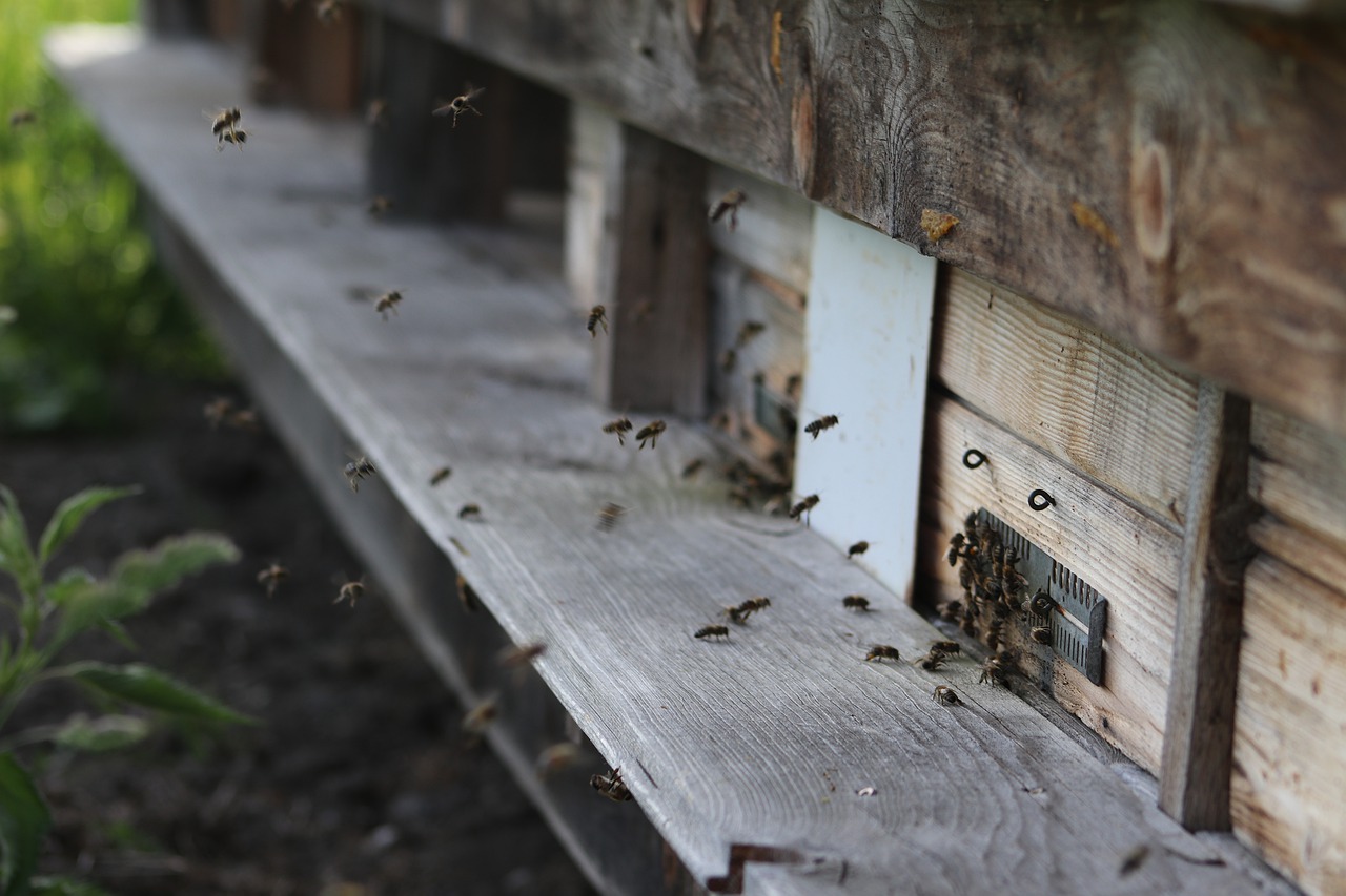 bee honey  insect  beehive free photo