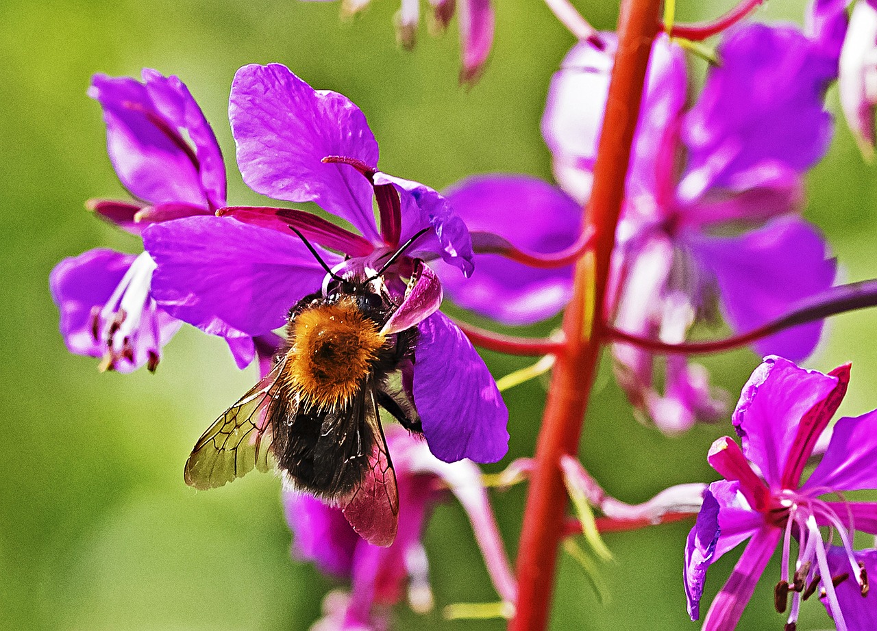 bee in bloom summer plant free photo