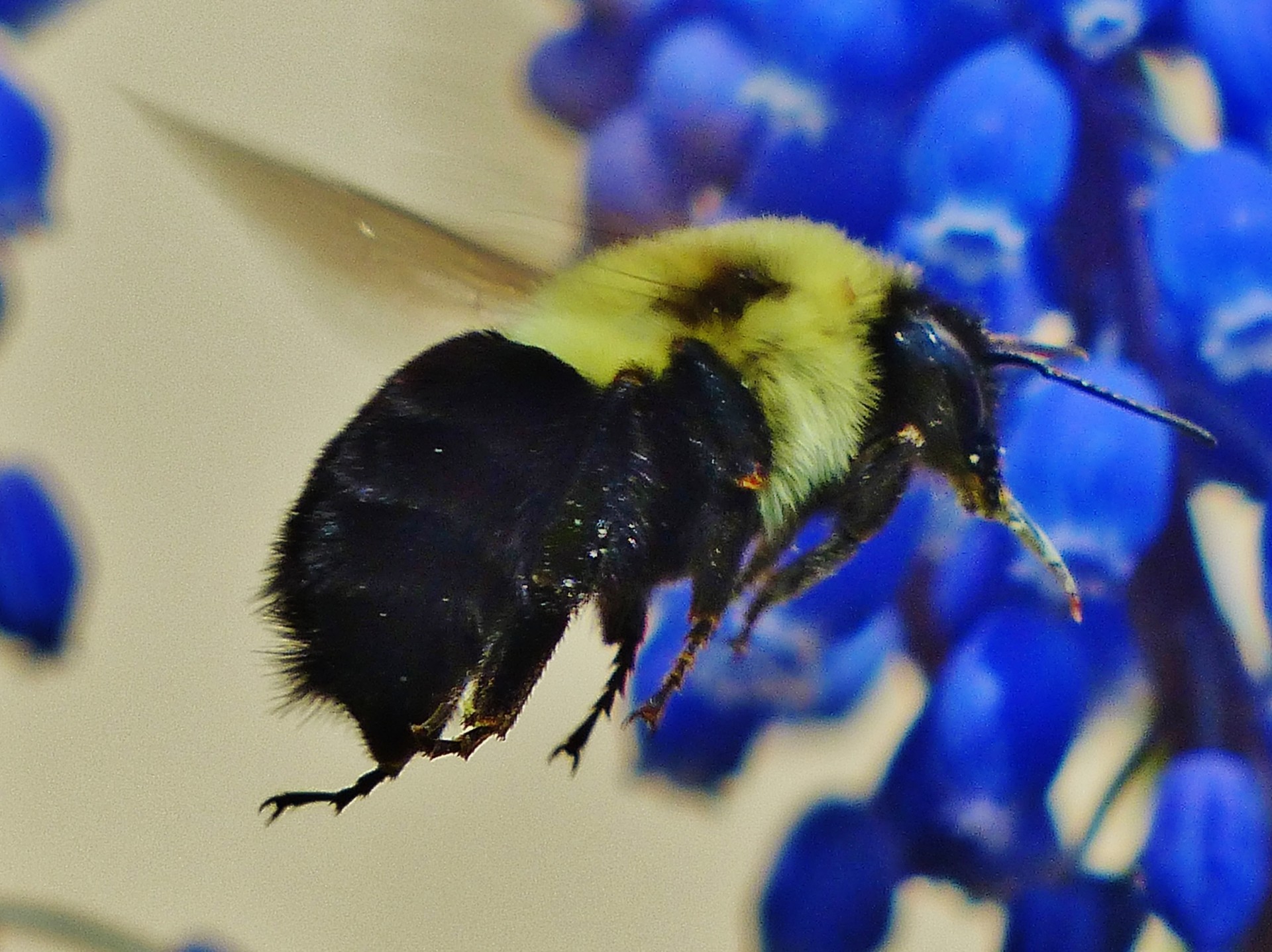 bee bug fly free photo