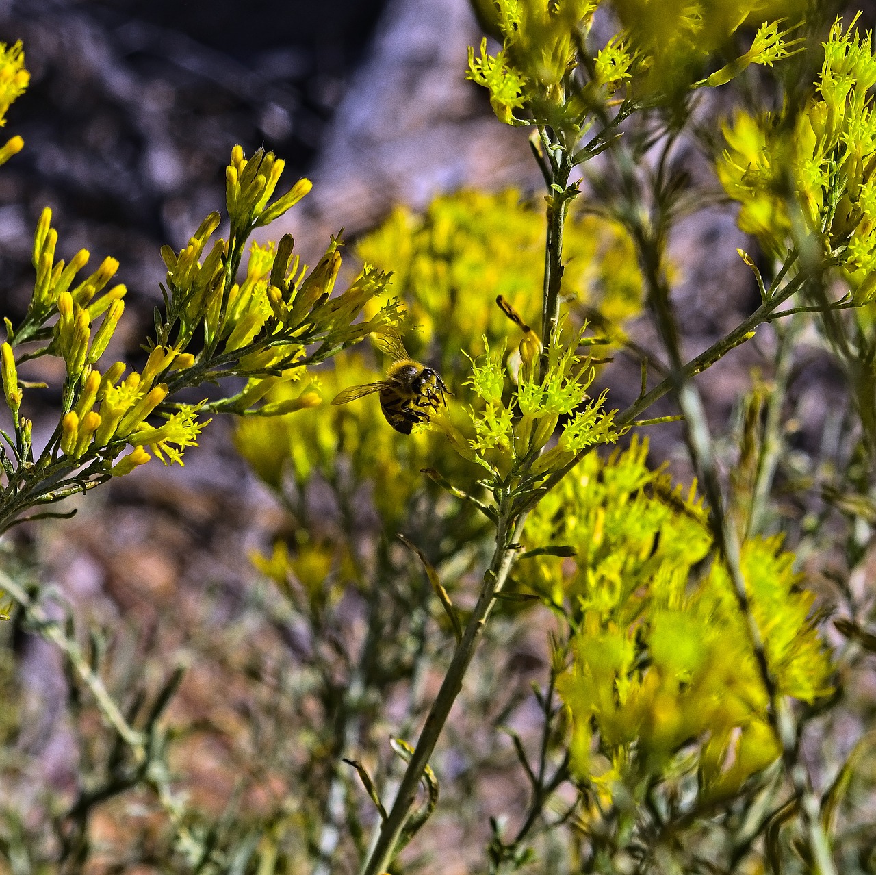 bee in rabbitbrush  insect  rabbitbrush free photo