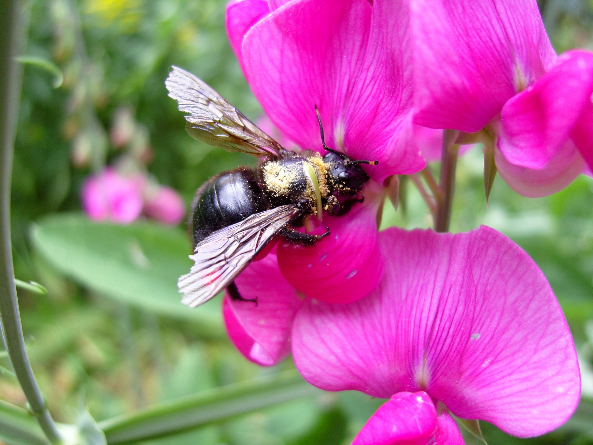 bee insect sweet pea free photo