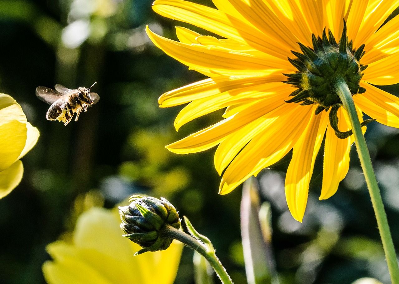 bee in the approach bee apis free photo