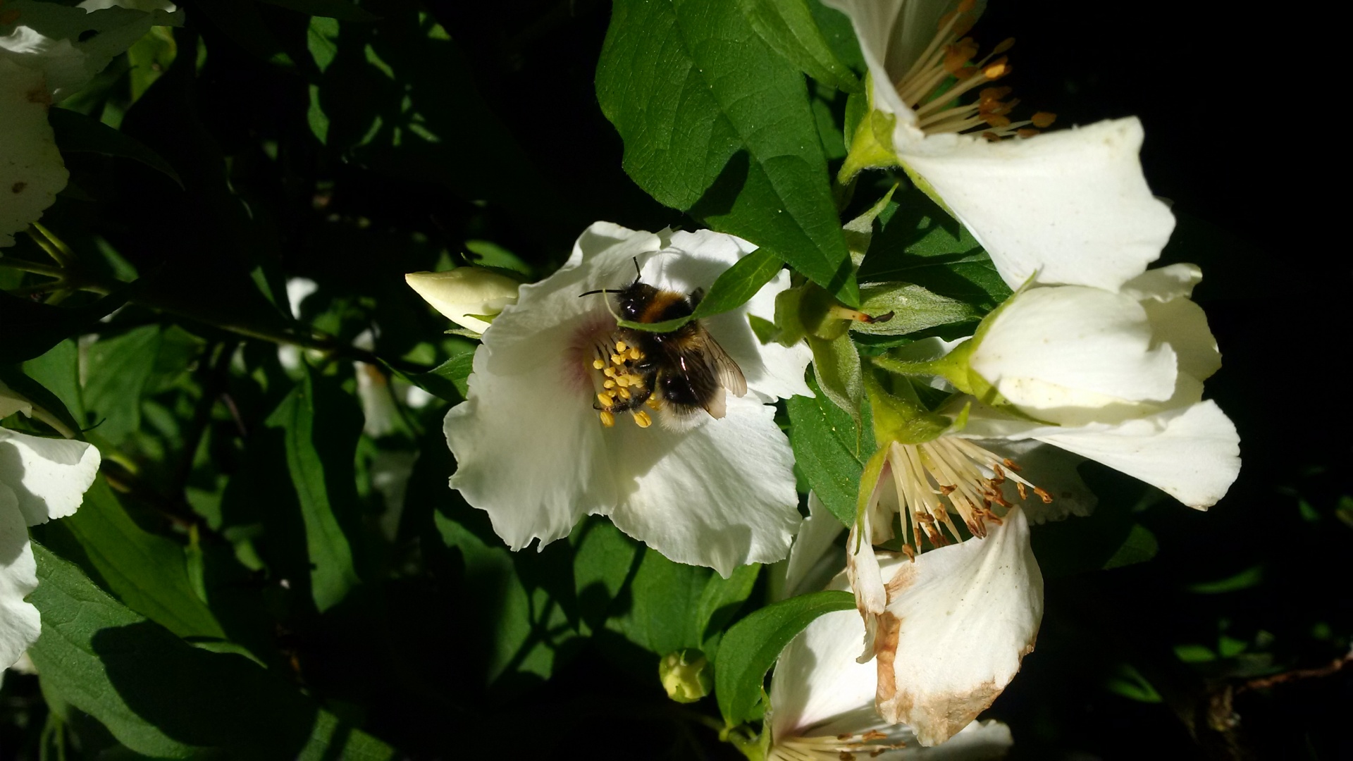 bee hive flowers free photo