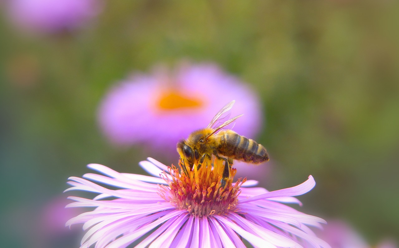 bee miodna  insect  flower free photo