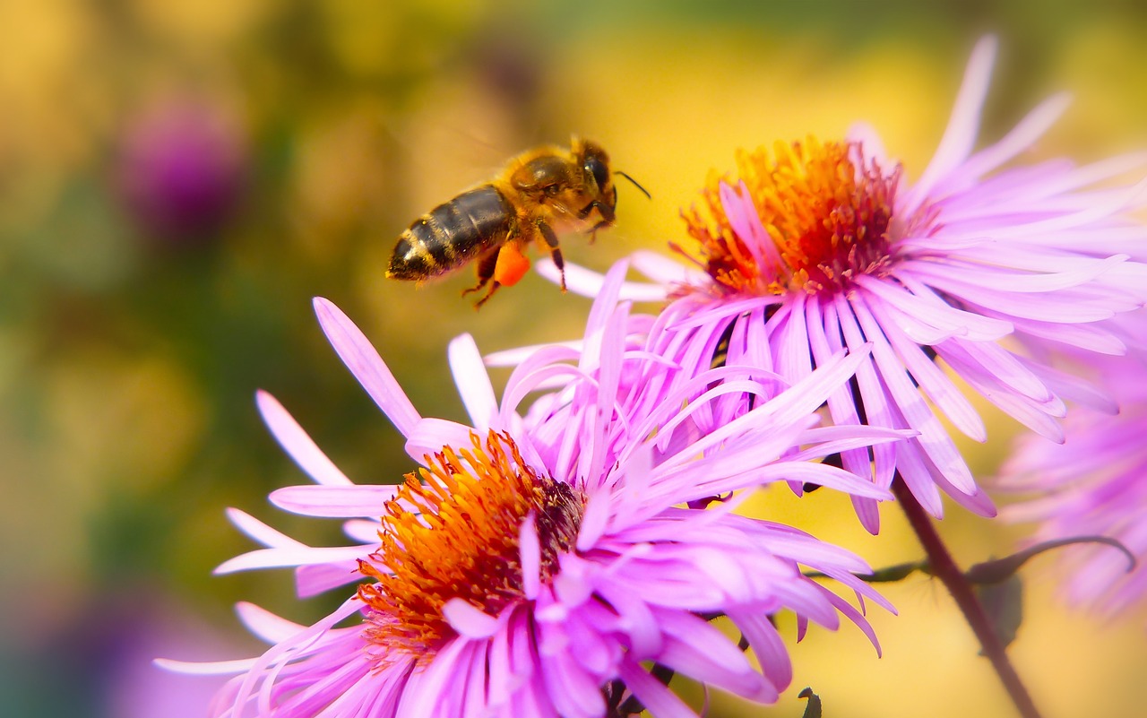 bee miodna  insect  flower free photo