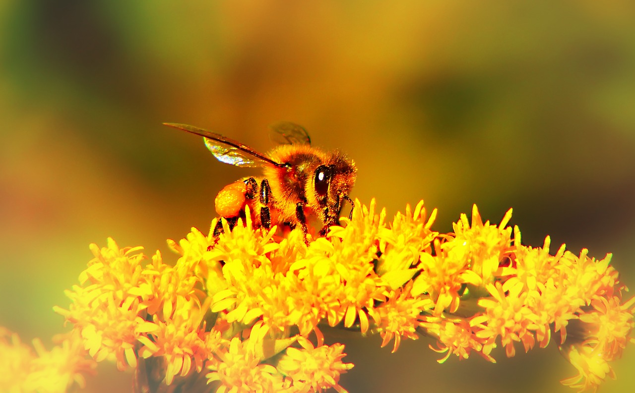 bee miodna  insect  flower free photo