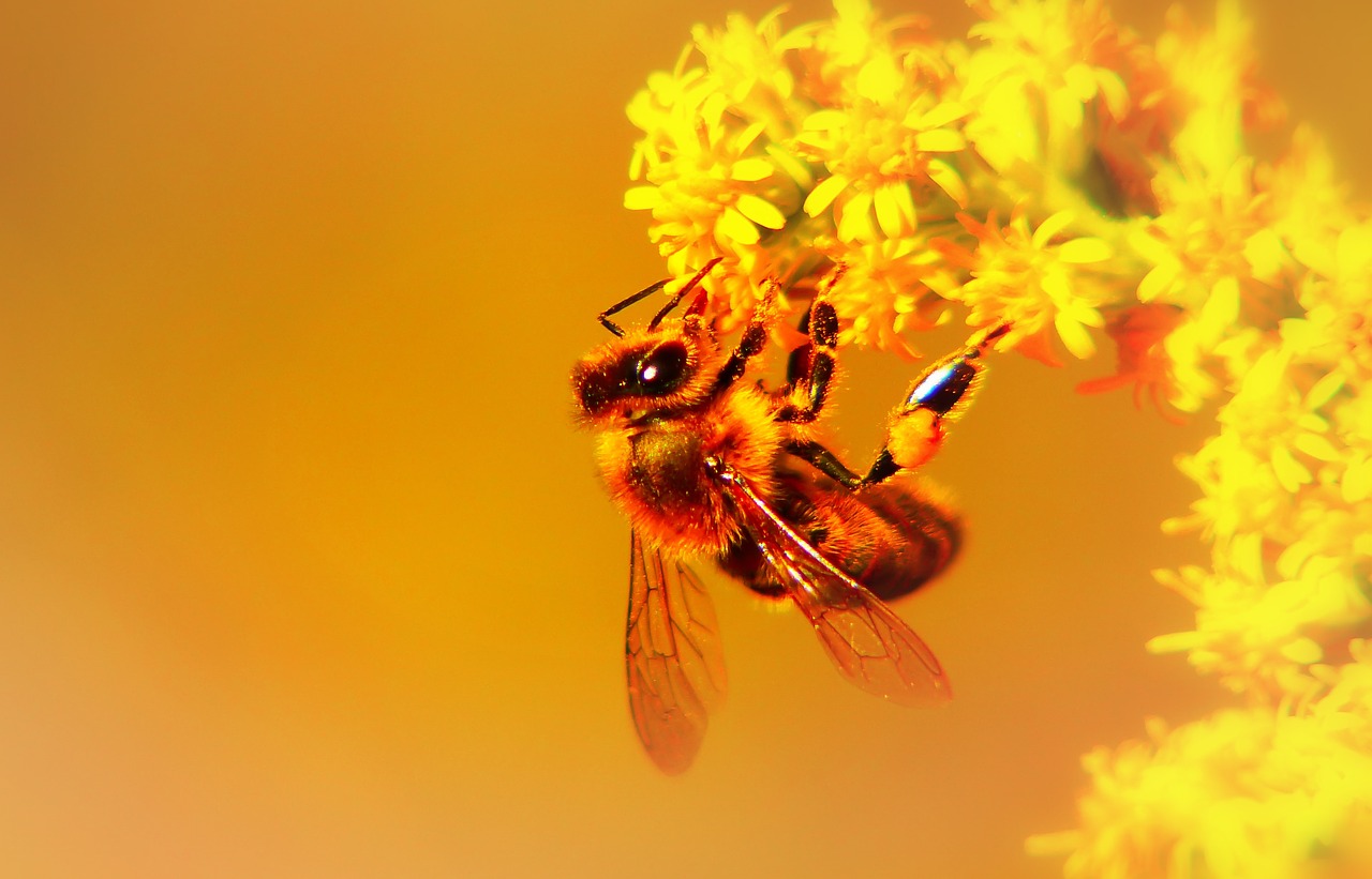 bee miodna  insect  flower free photo