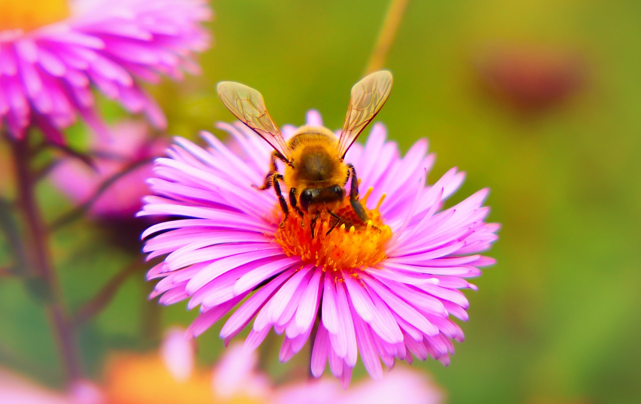 bee miodna  insect  flower free photo