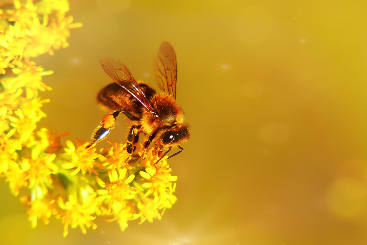 bee miodna  food  nectar free photo