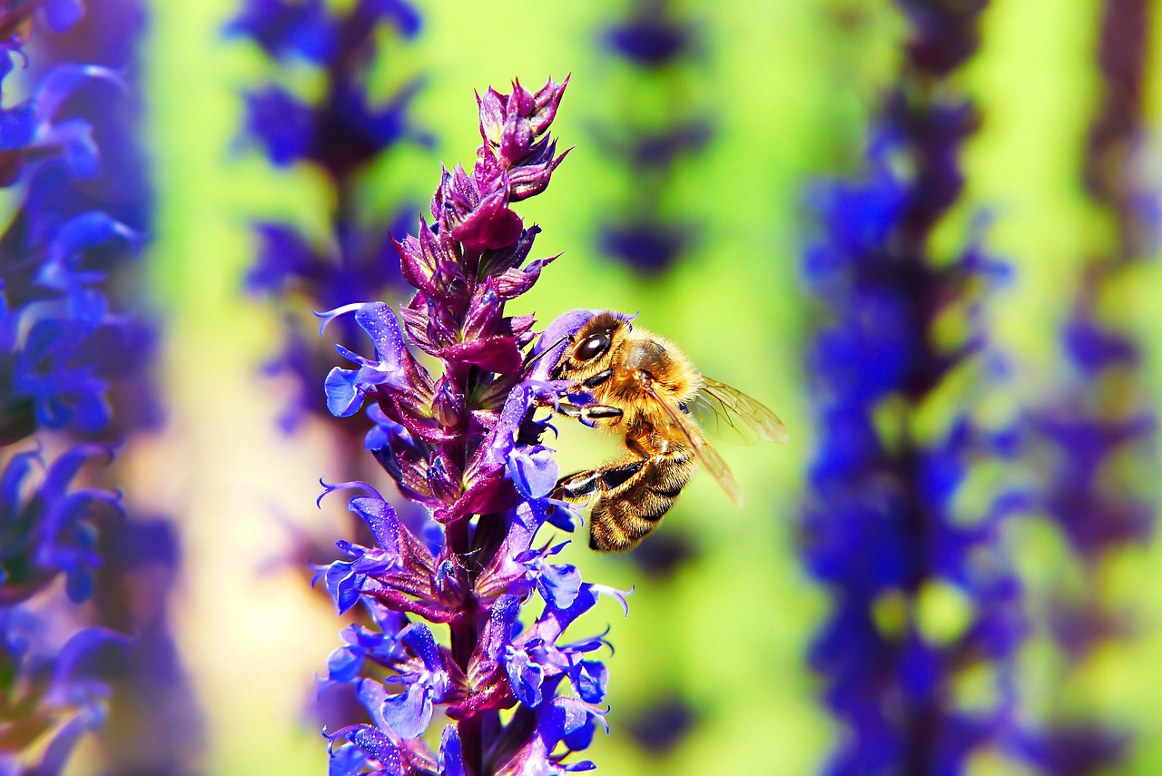 bee miodna  flowers  apiformes free photo