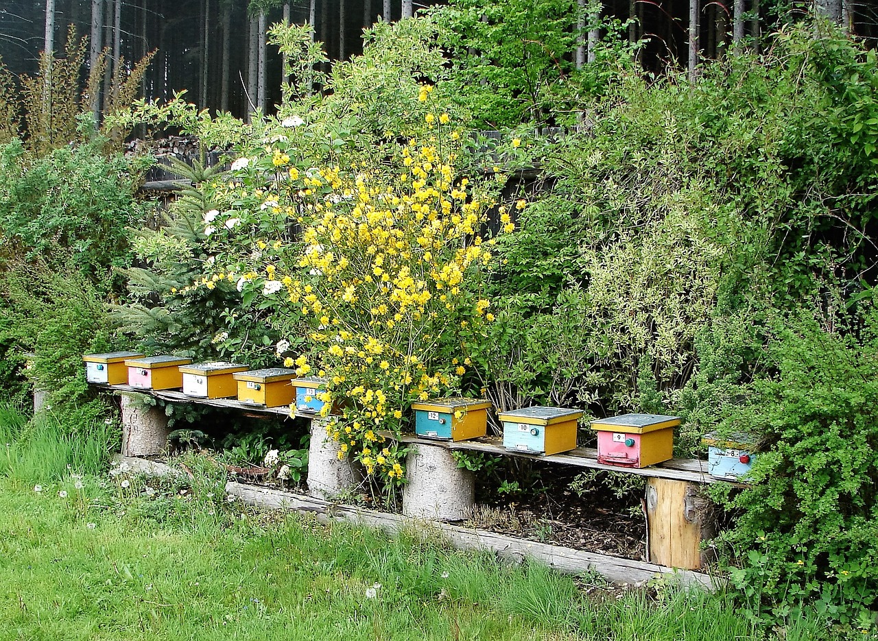 bee nursery beehives oplodňáčky free photo
