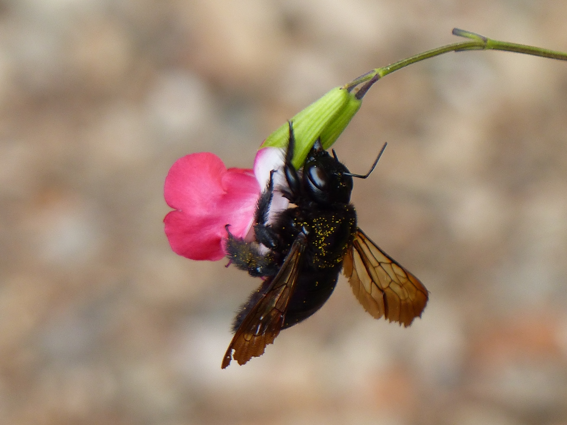 bee black flower free photo