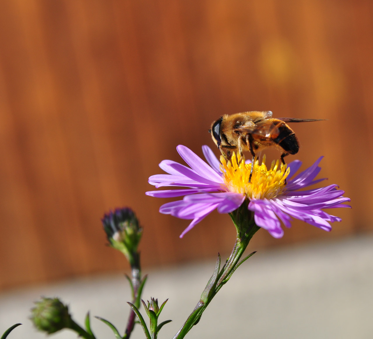 bee flower sun free photo