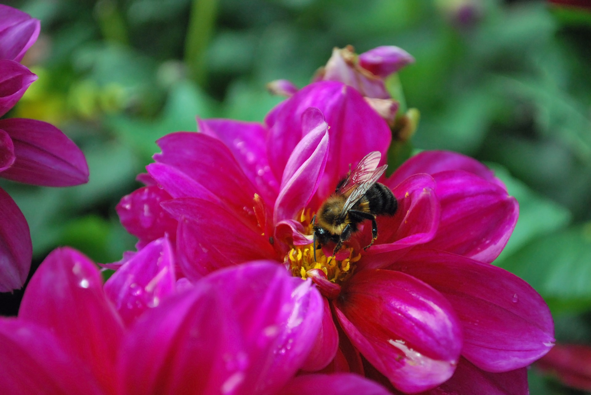 flower bee garden free photo