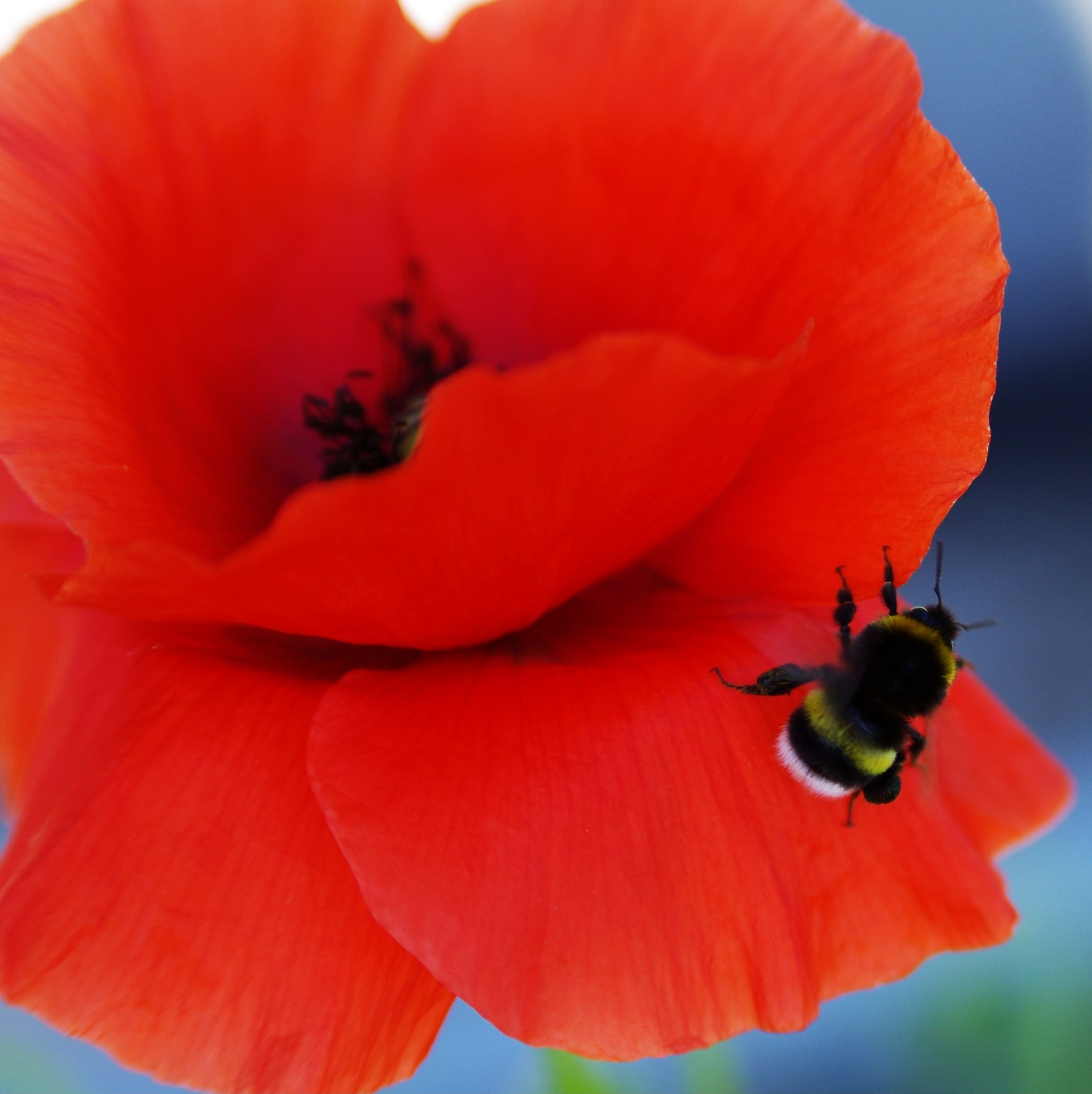 bee hover poppy free photo